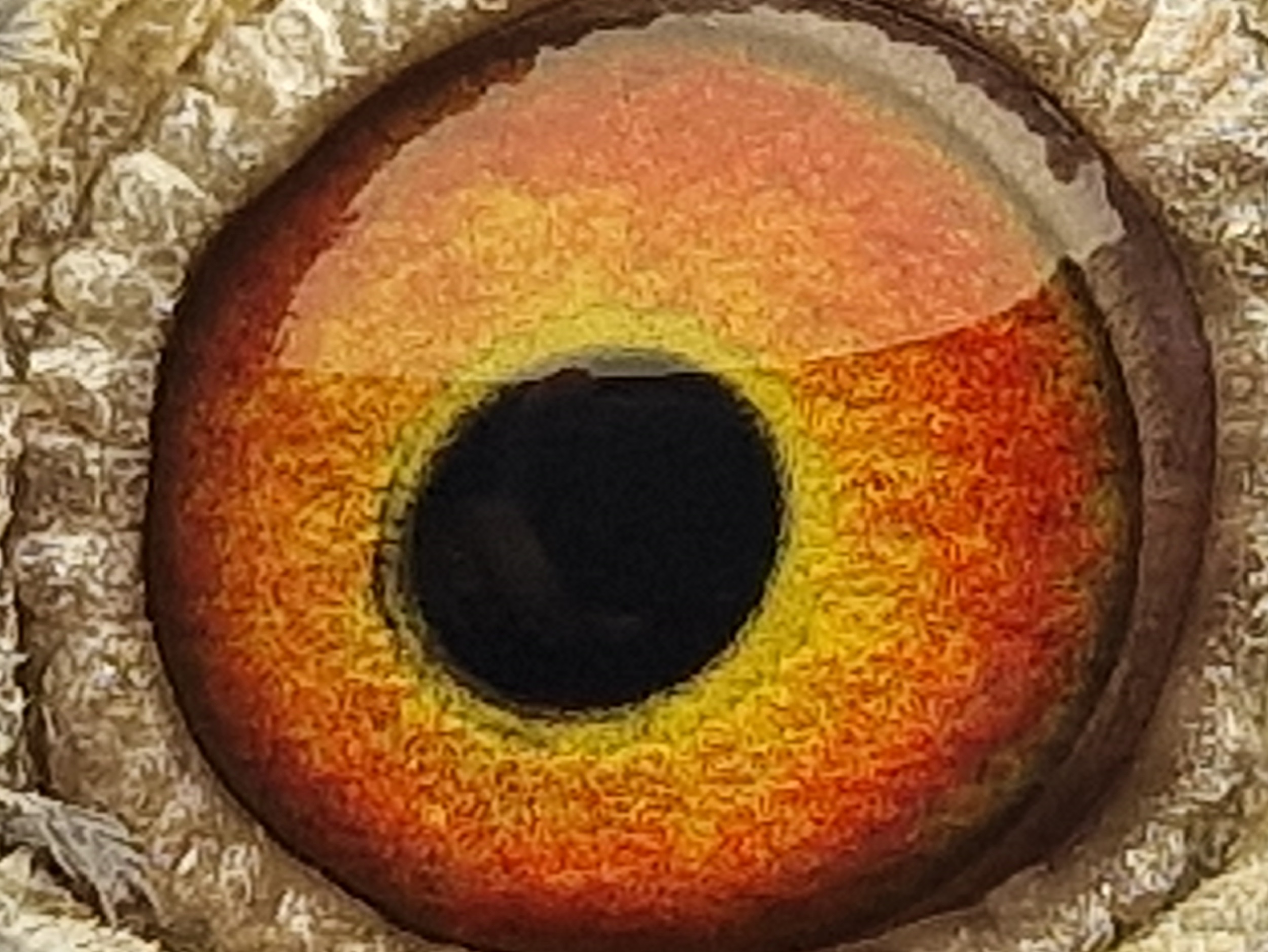 Pigeon eye